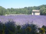 Lavander in Provence - Van Gogh said "Nature here is extraordinarily beautiful"