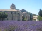 Lavander in Provence "Nature is extraordinarily beautiful here" wrote Van Gogh from Arles